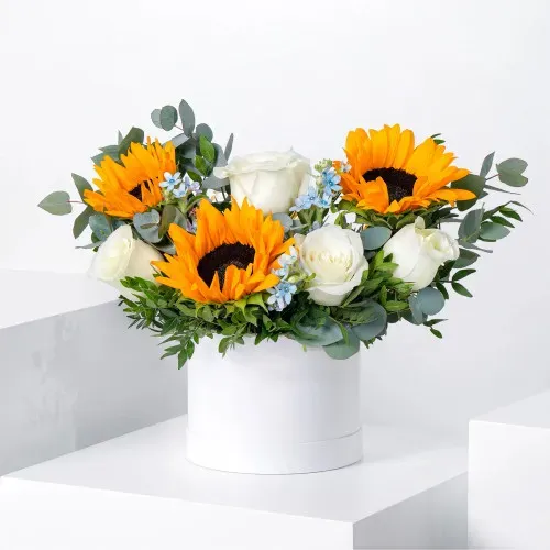 Aurora Soleil Box FB_09