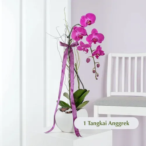 Amara Vioelet ANG_02