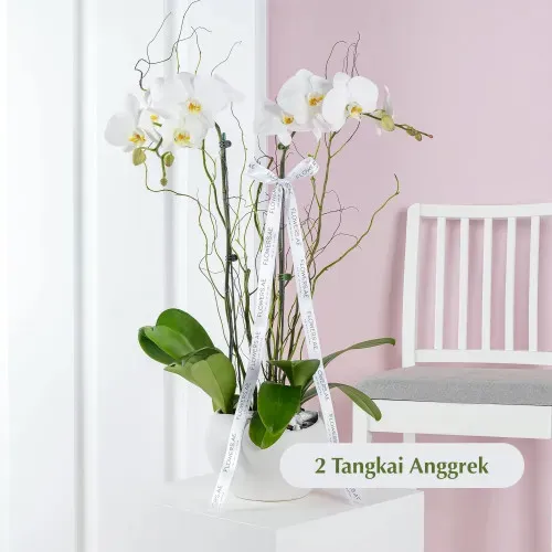 Aurelia Blanc ANG_03