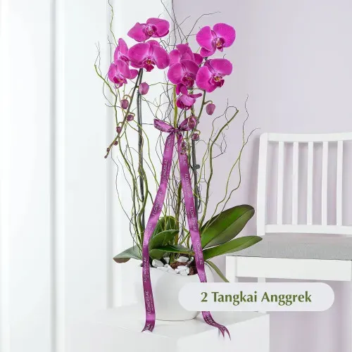 Velora Royale ANG_04