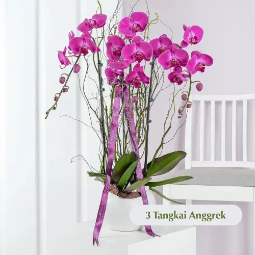 Imperia Nocturne ANG_06