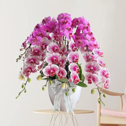 Royal Cascade ANG_07